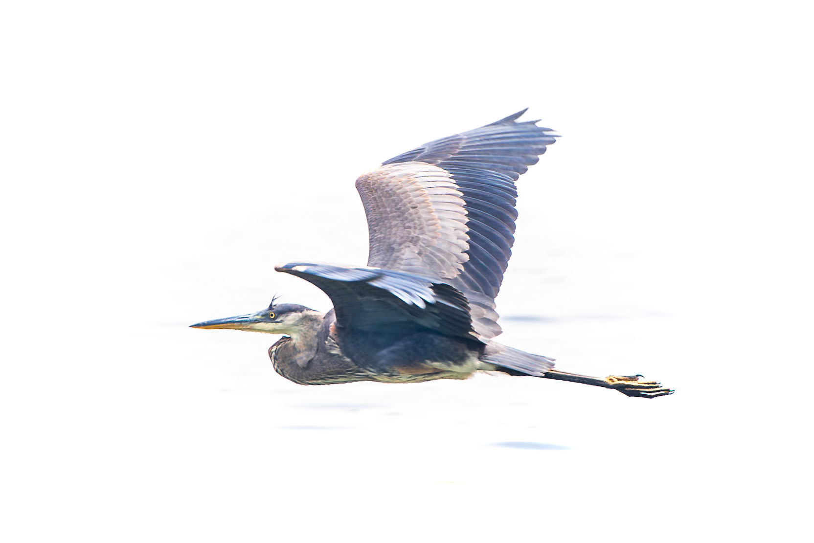 Great Blue Heron