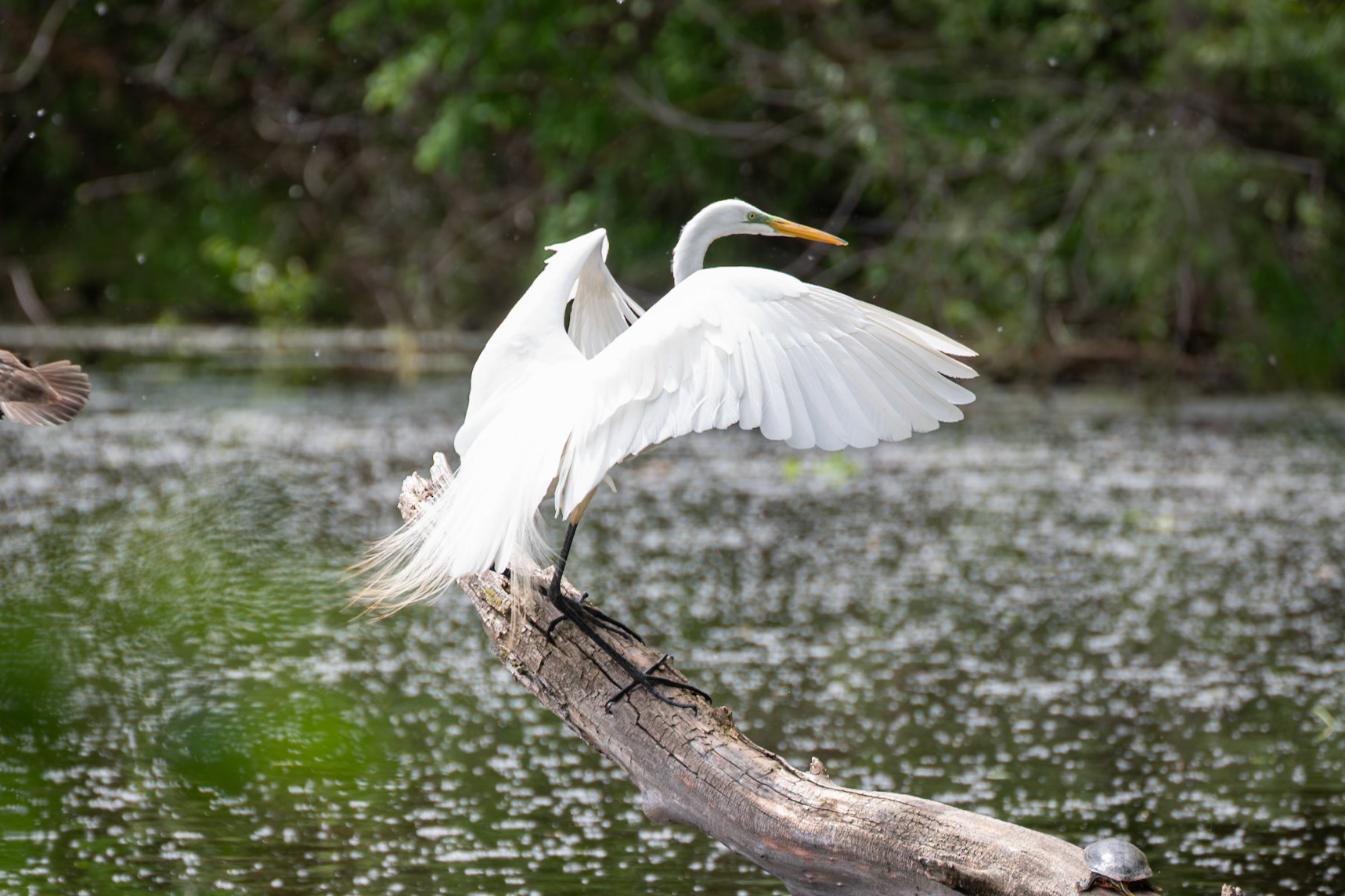 Egret