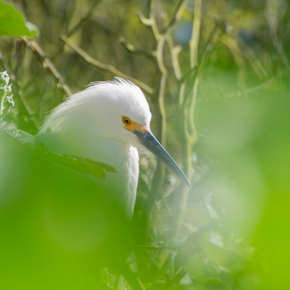 Snowy Egret
