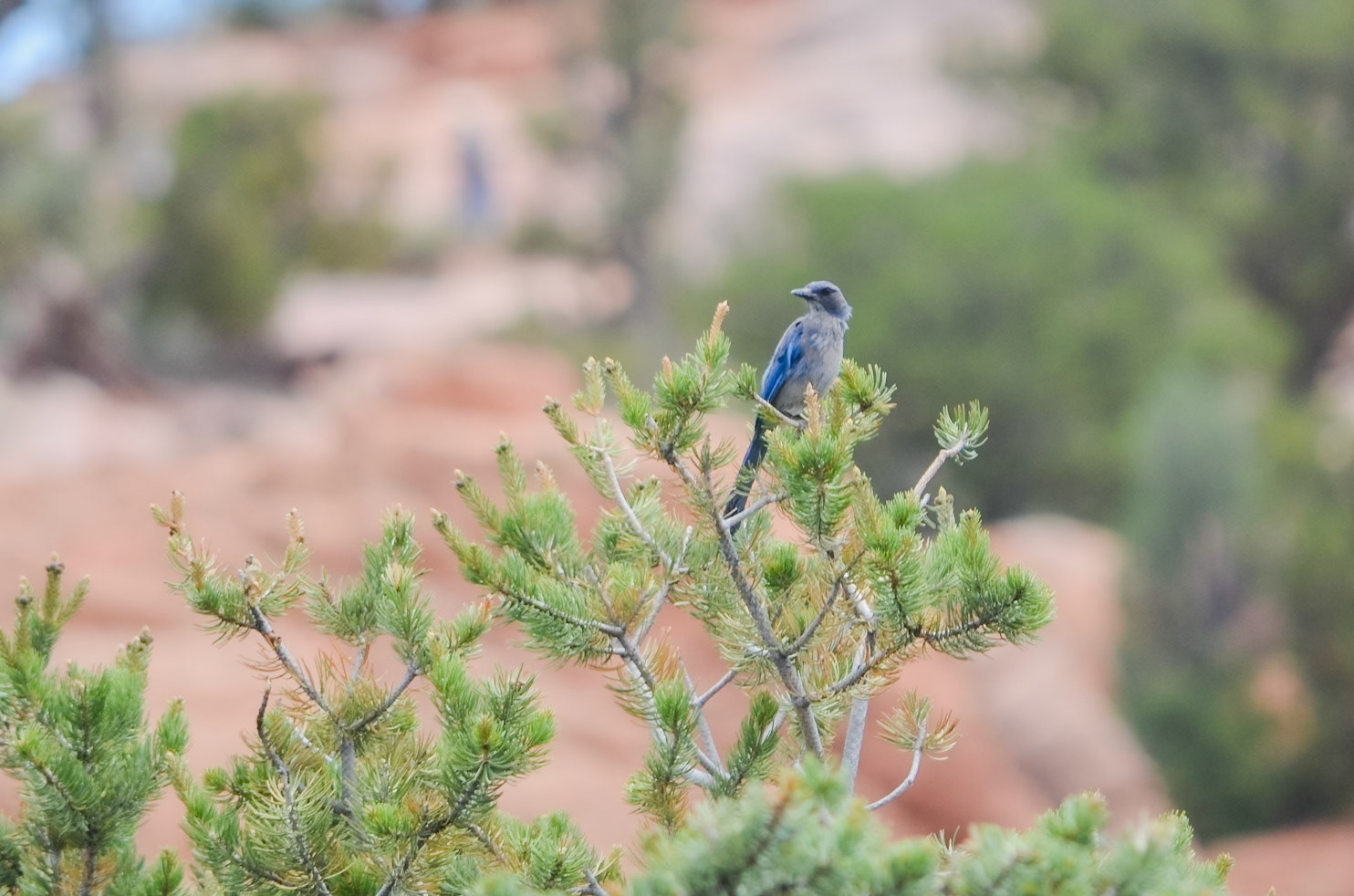 Western Scrub Jay