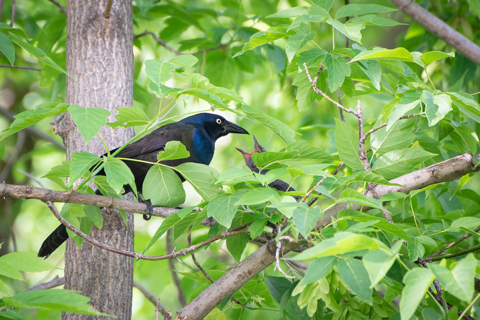 Common Grackle