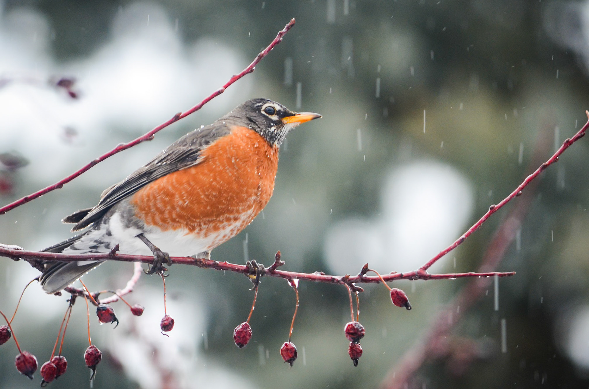 American Robin