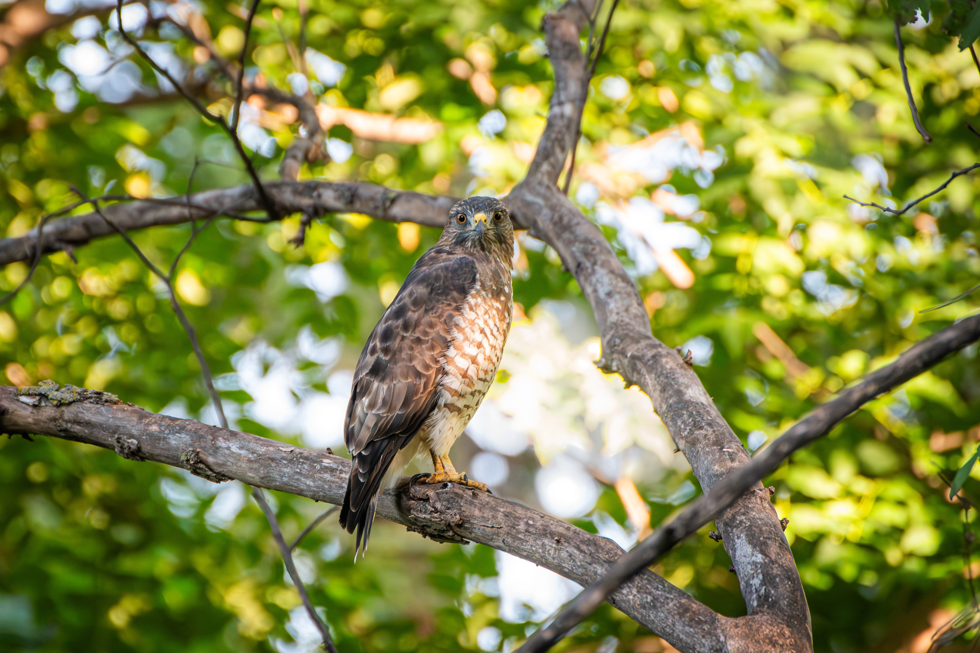 Hawk