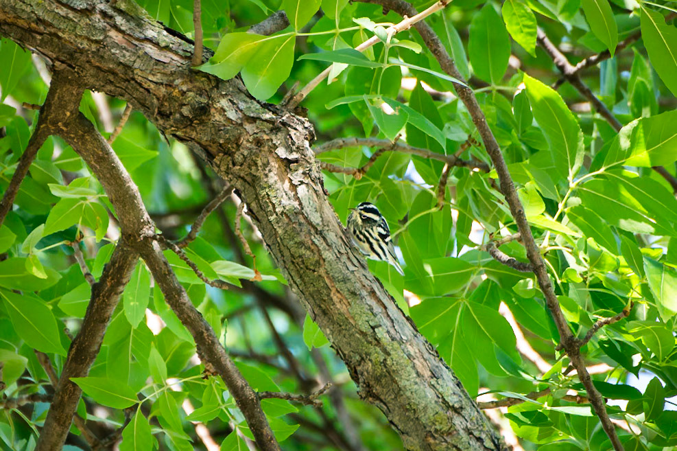 Black and White Warbler