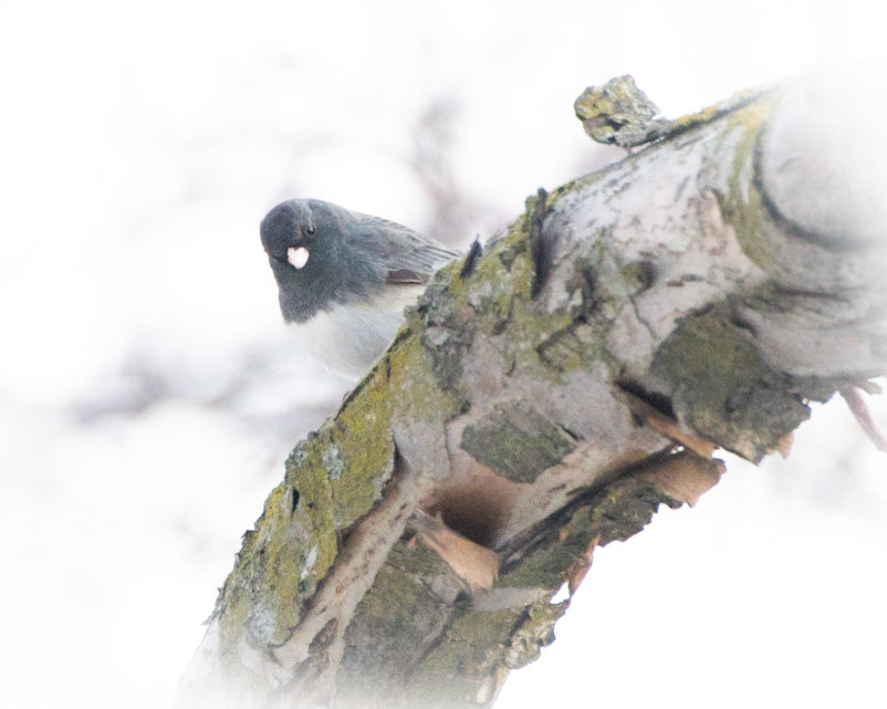 Dark-eyed Junco