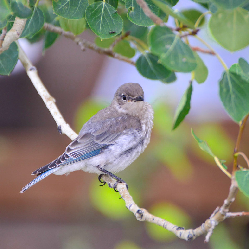 Mountain Bluebird