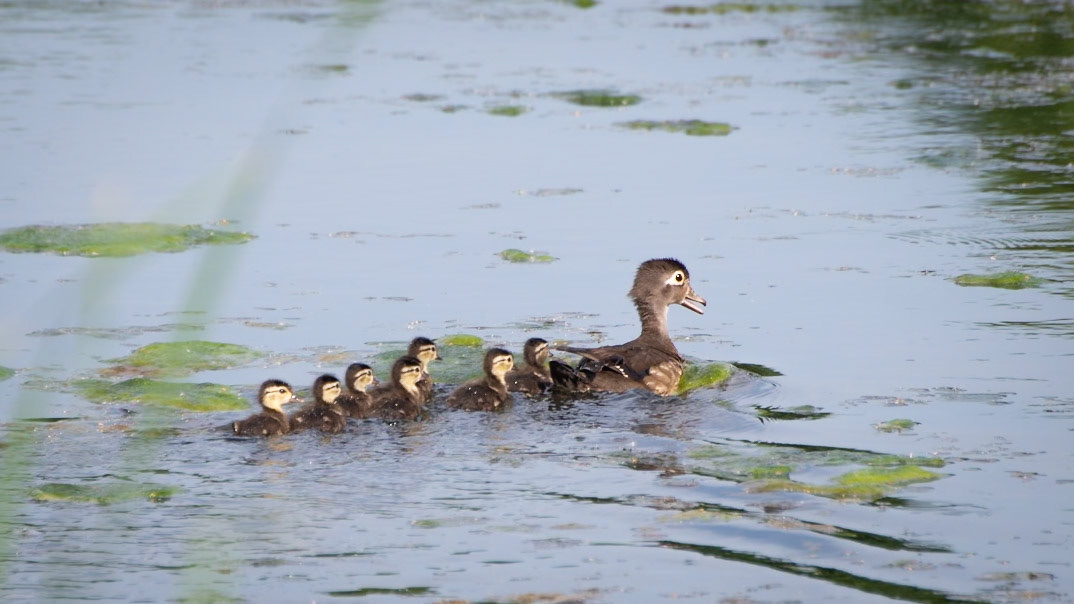 Wood Duck