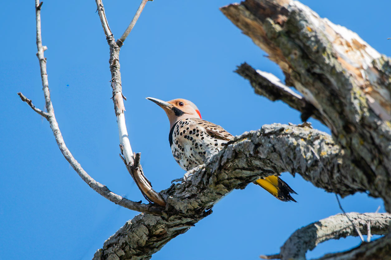 Northern Flicker