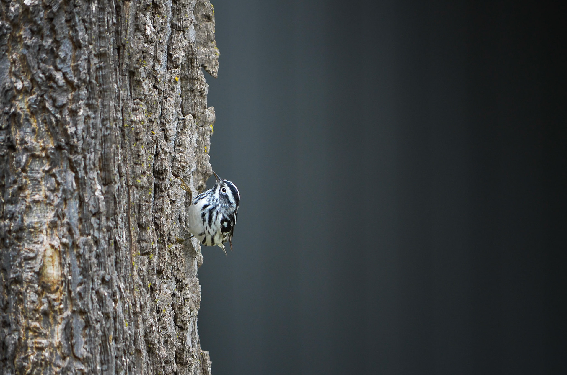 Black & White Warbler