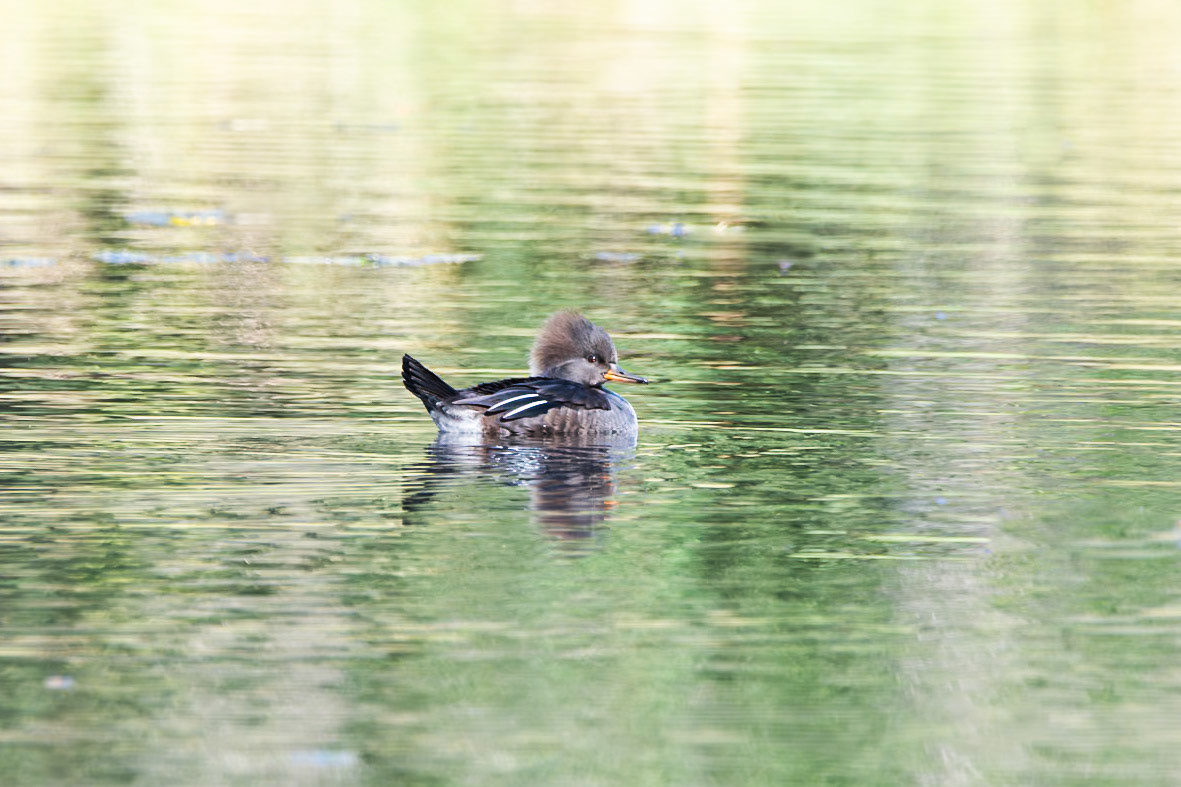 Hooded Merganser