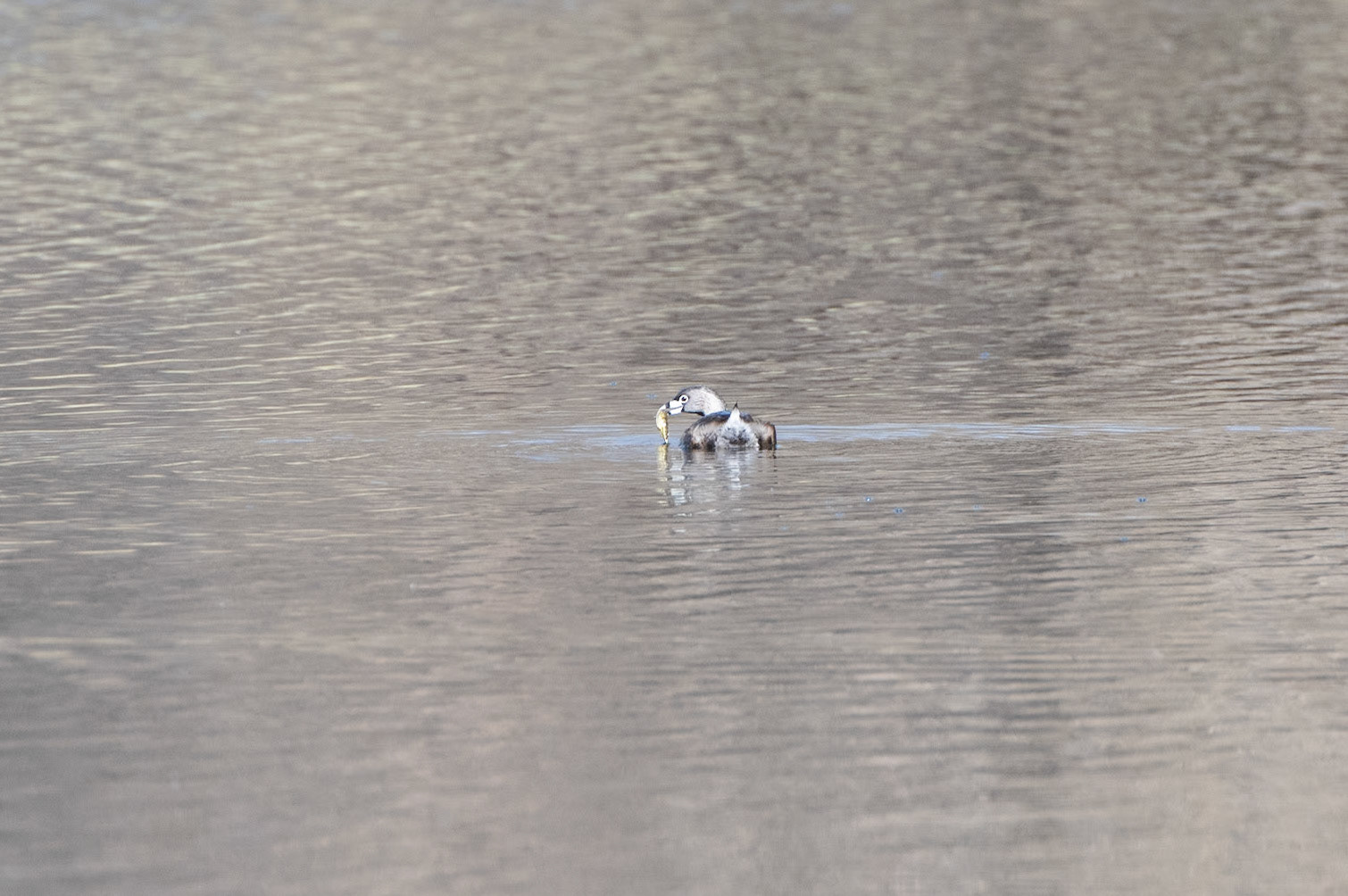 Pied-Billed Grebe