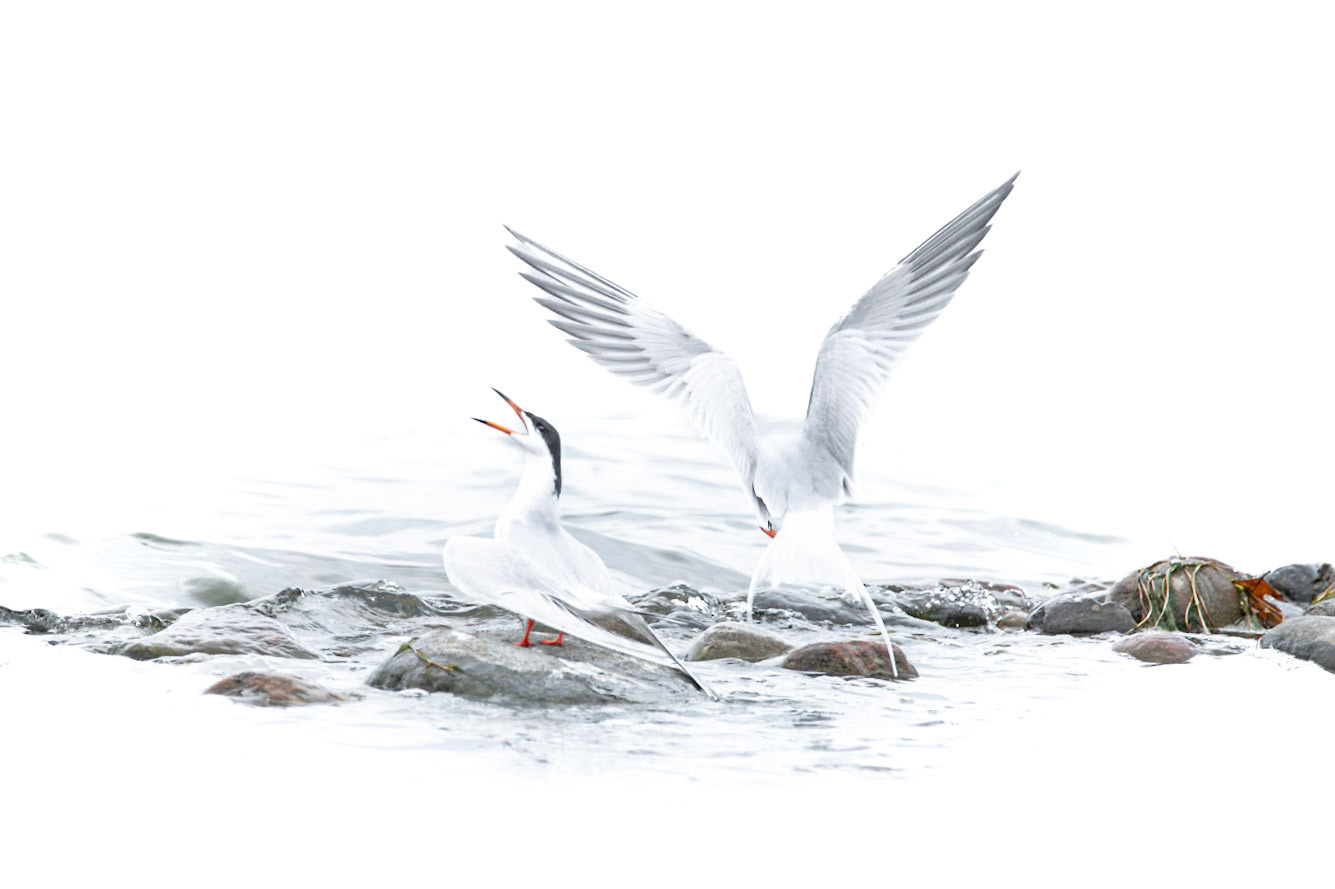 Forster's Tern