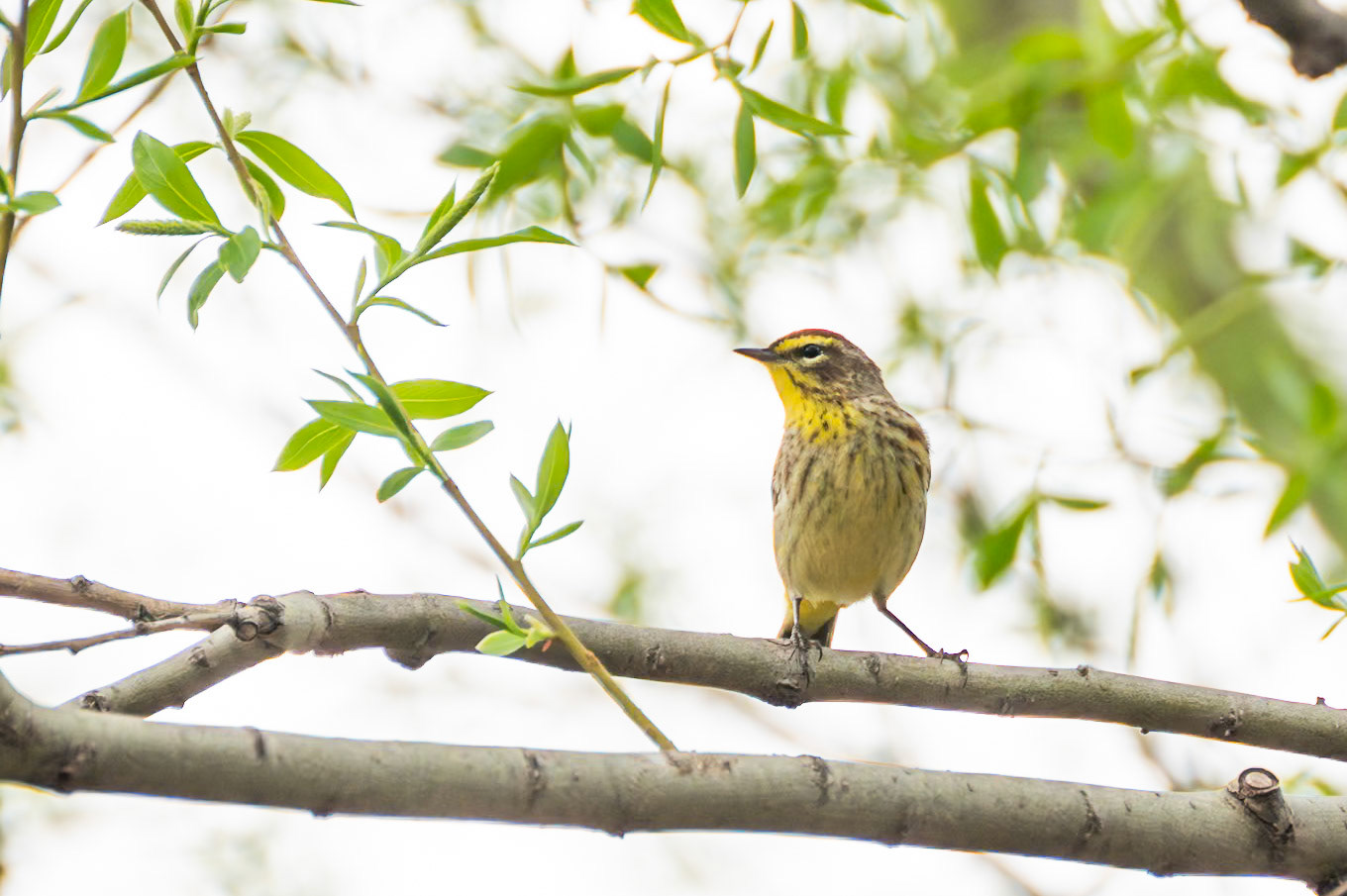 Palm Warbler