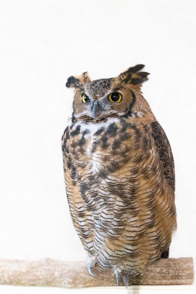 Great Horned Owl