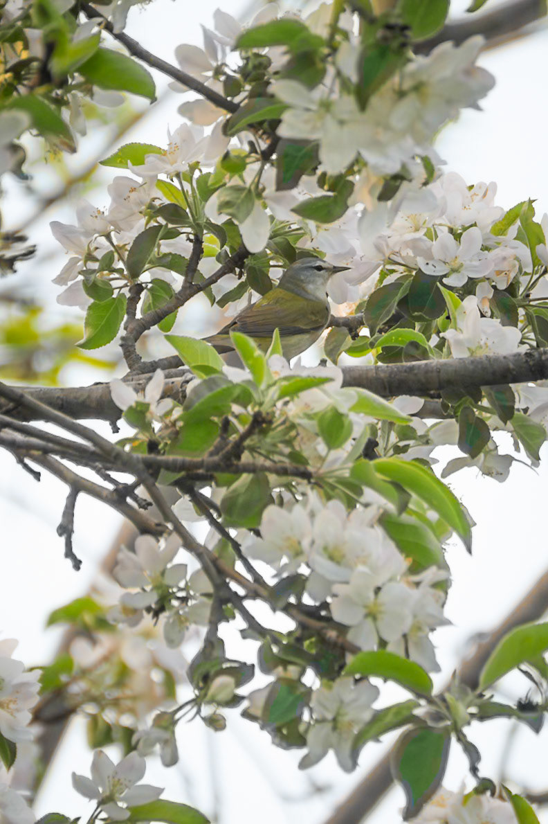 Tennessee Warbler