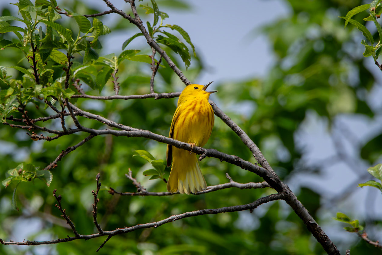 Yellow Warbler