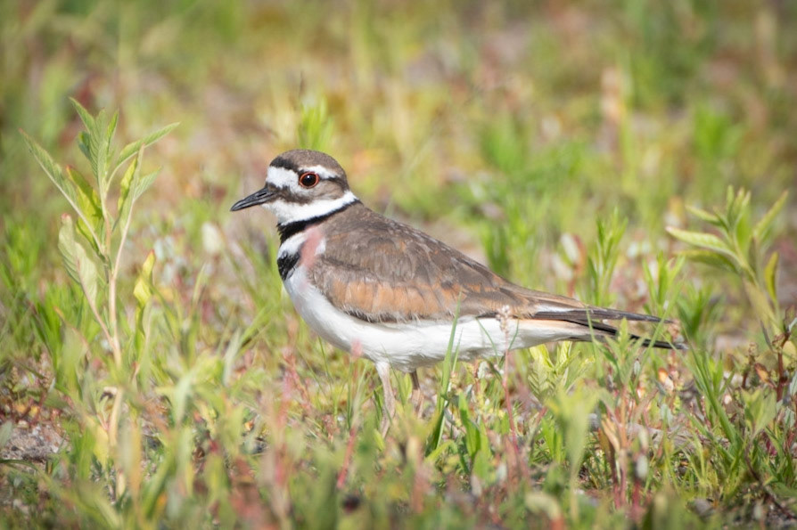 Killdeer