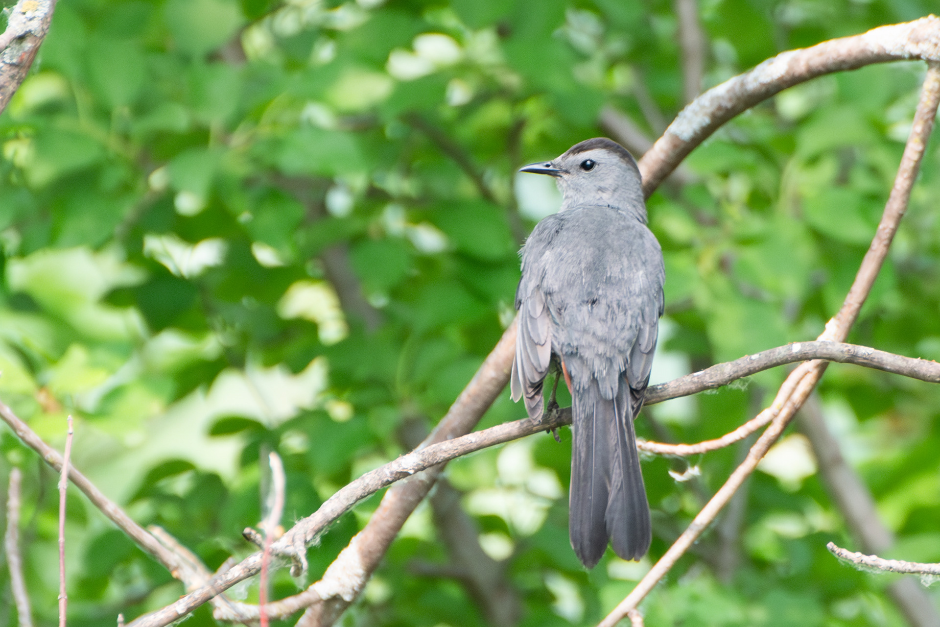 Gray Catbird