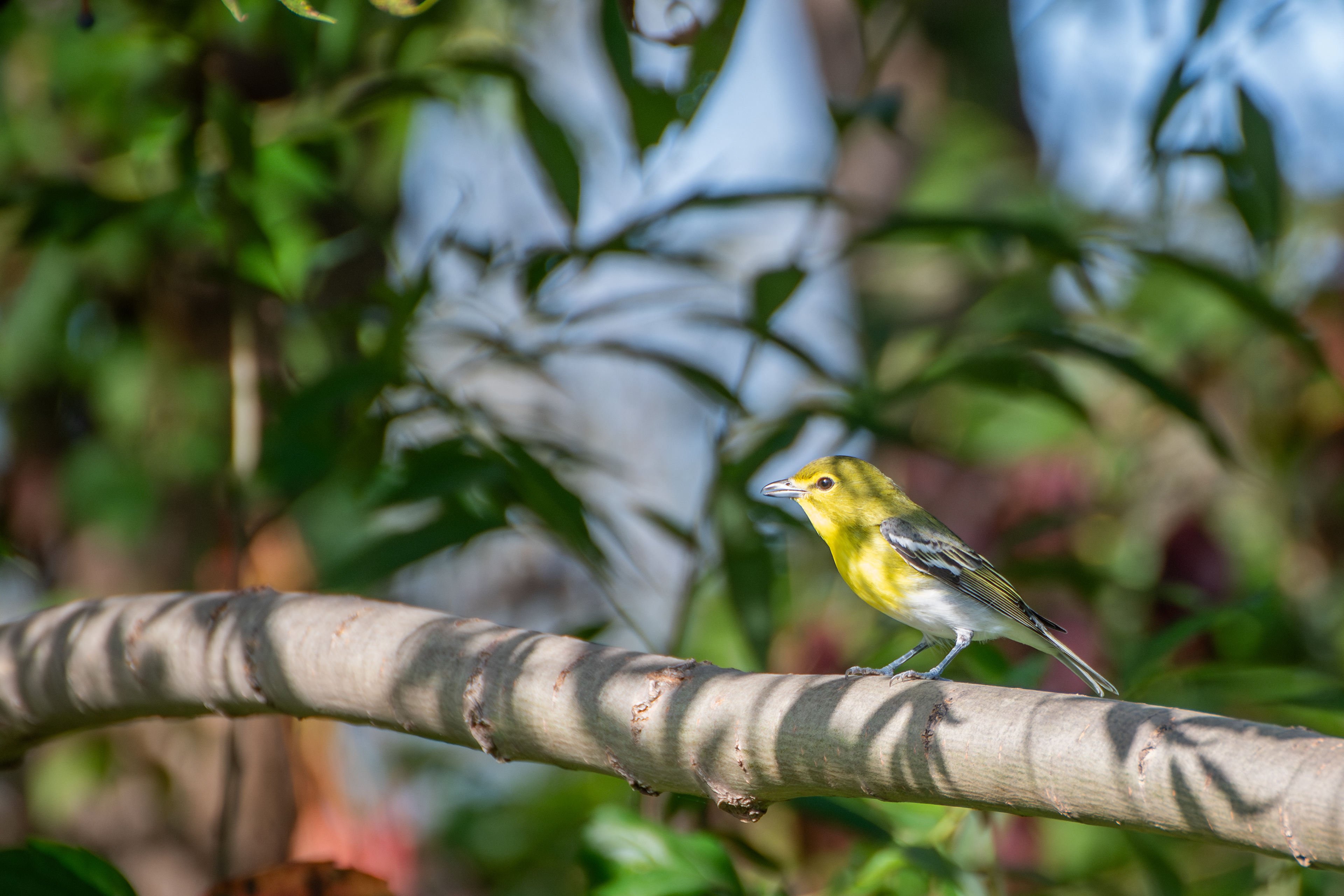 Yellow-Throated Vireo