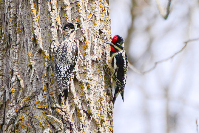 Yellow Bellied Sapsuckers