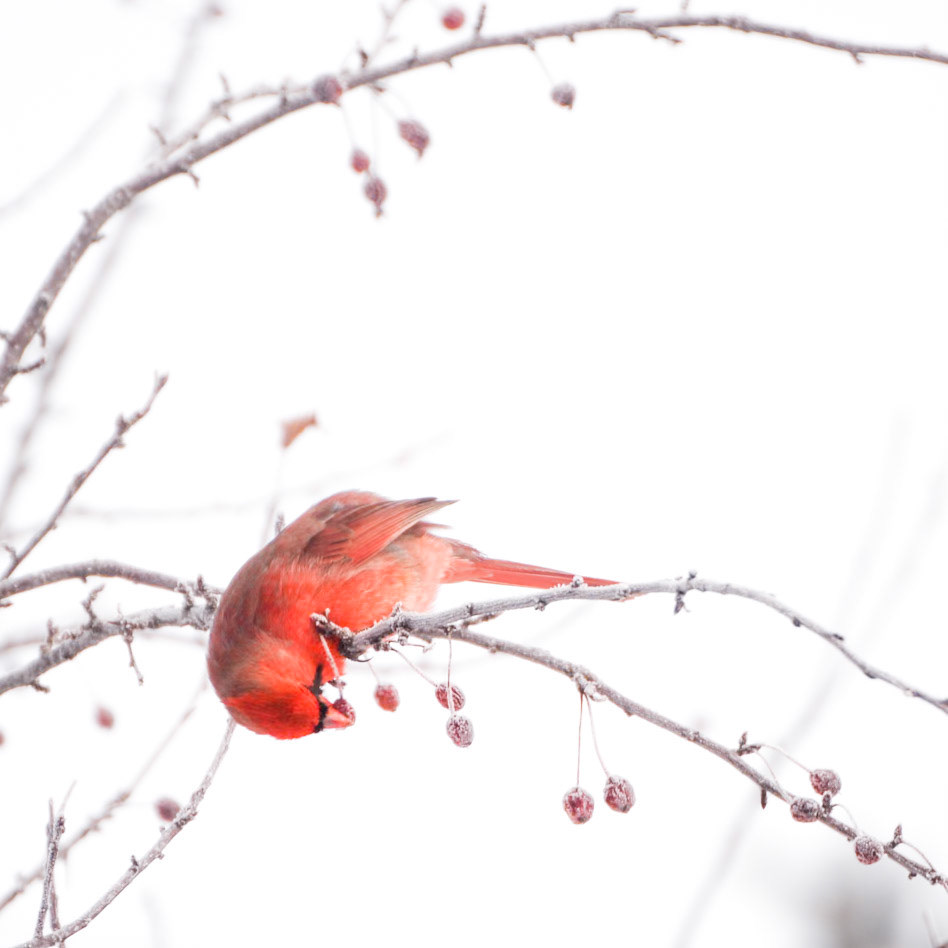 Northern Cardinal
