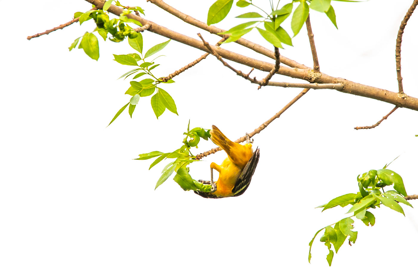 Baltimore Oriole