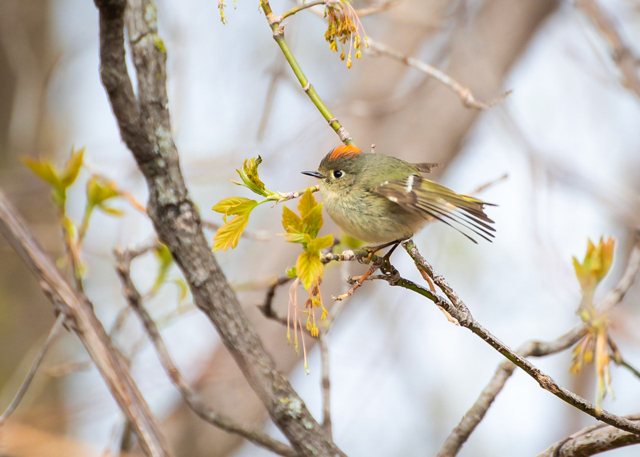 Ruby Crowned Kinglet