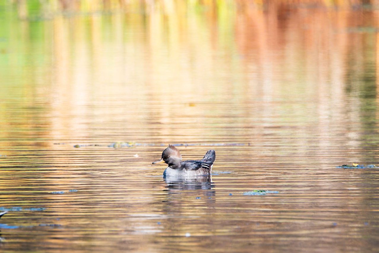 Hooded Merganser