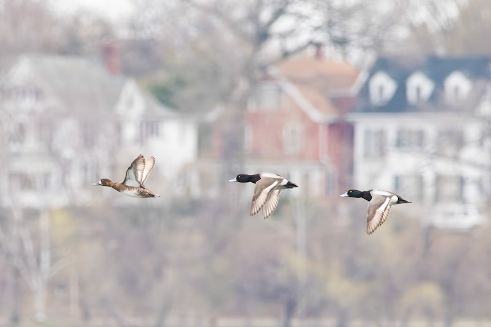 Lesser Scaup