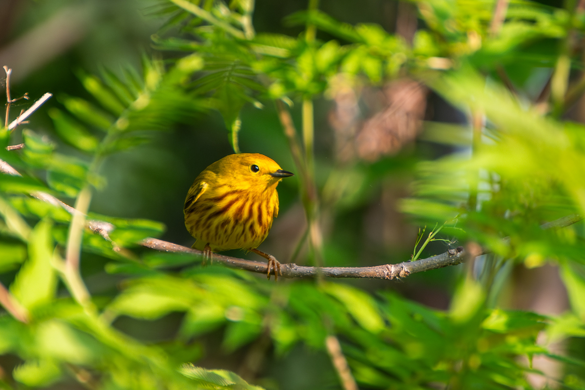 Yellow Warbler