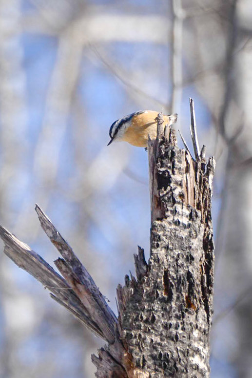 Red-breasted Nuthatch