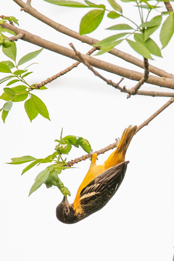 Baltimore Oriole