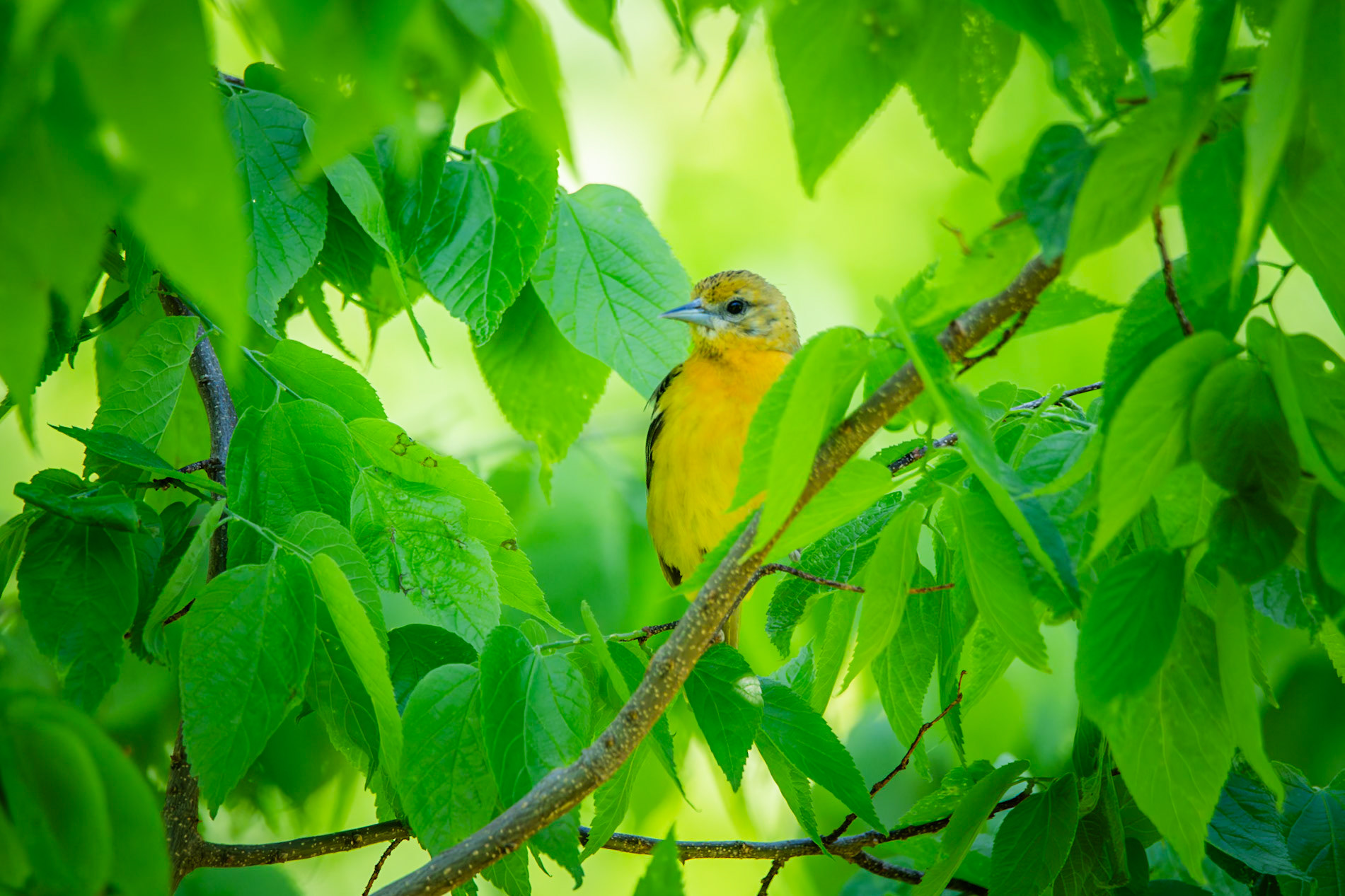 Baltimore Oriole