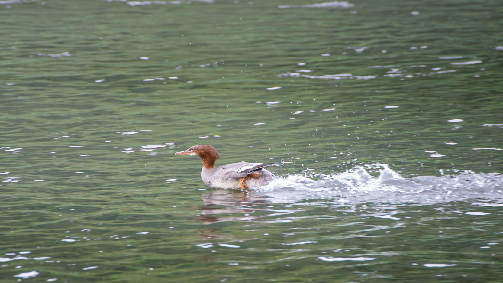 Common Merganser