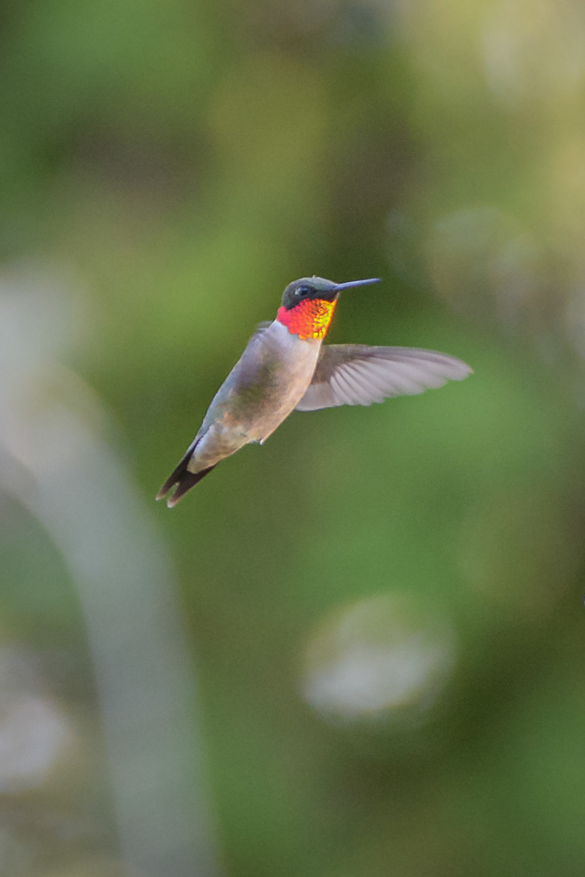Ruby-throated Hummingbird