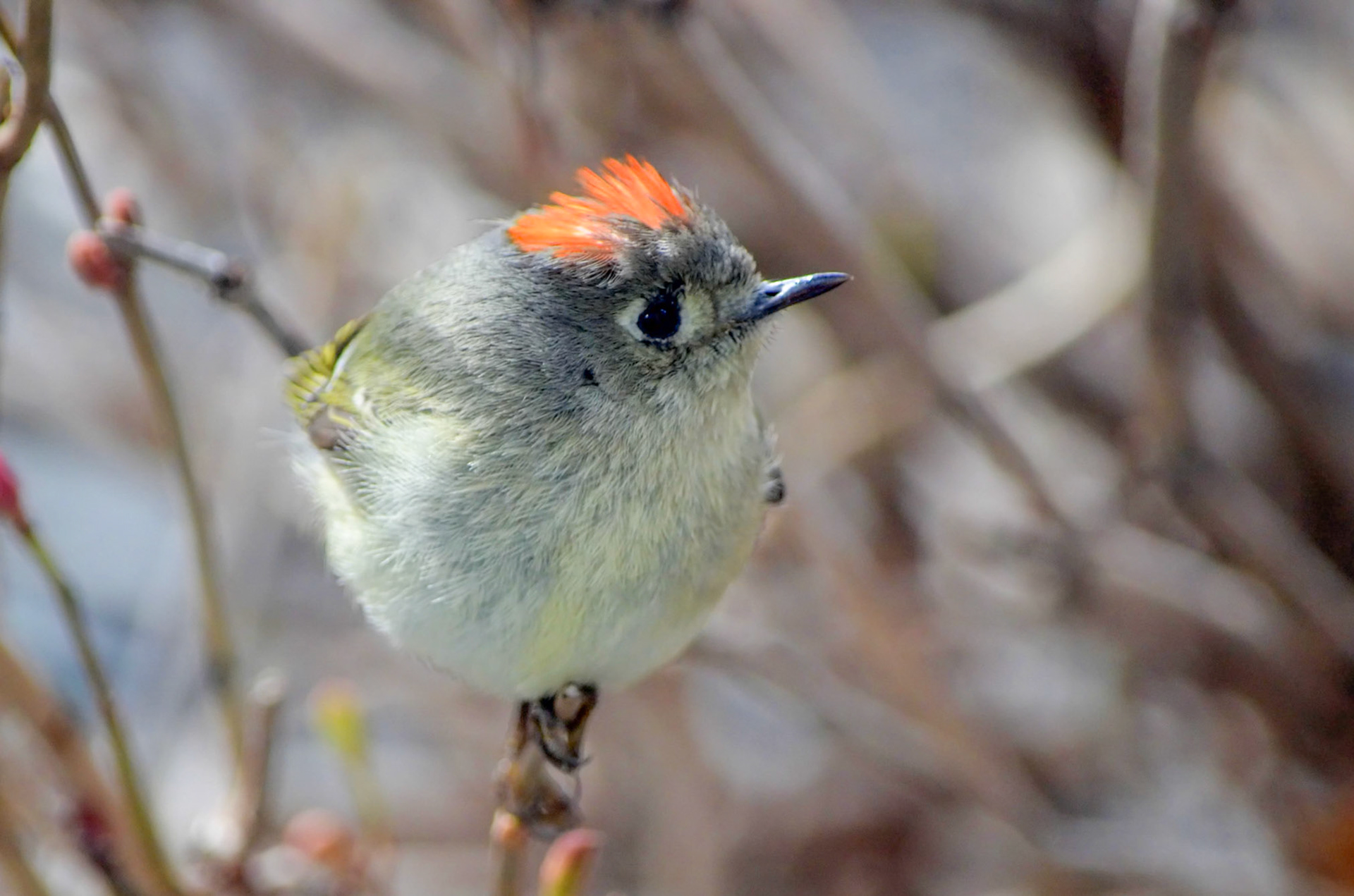 Ruby Crowned Kinglet