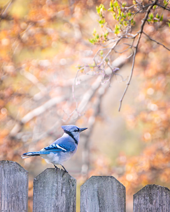 Blue Jay