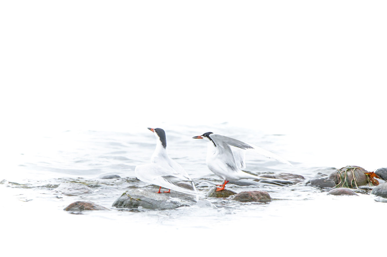 Forster's Tern