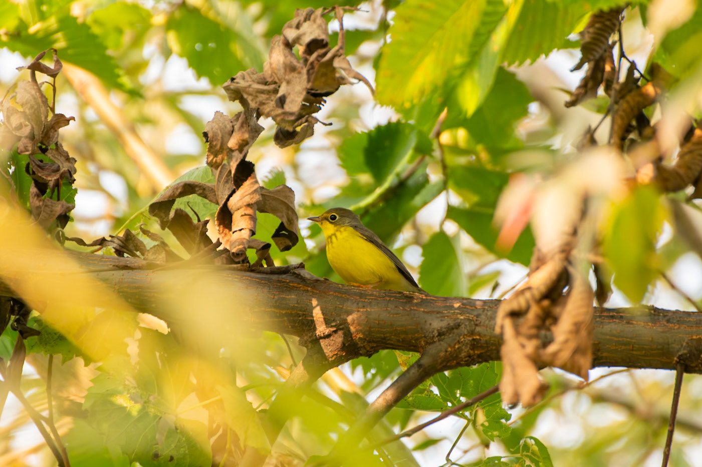 Canada Warbler