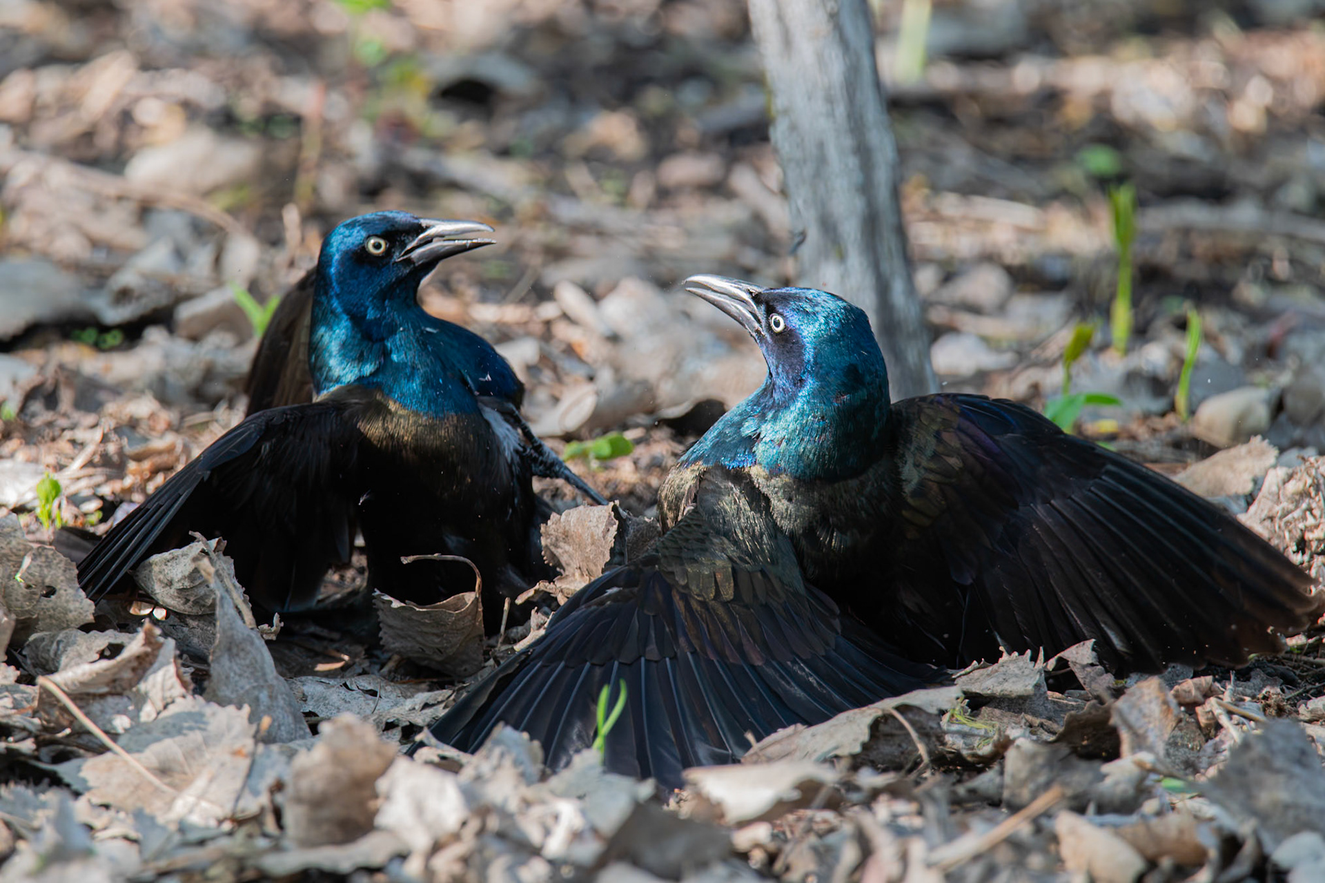Grackle