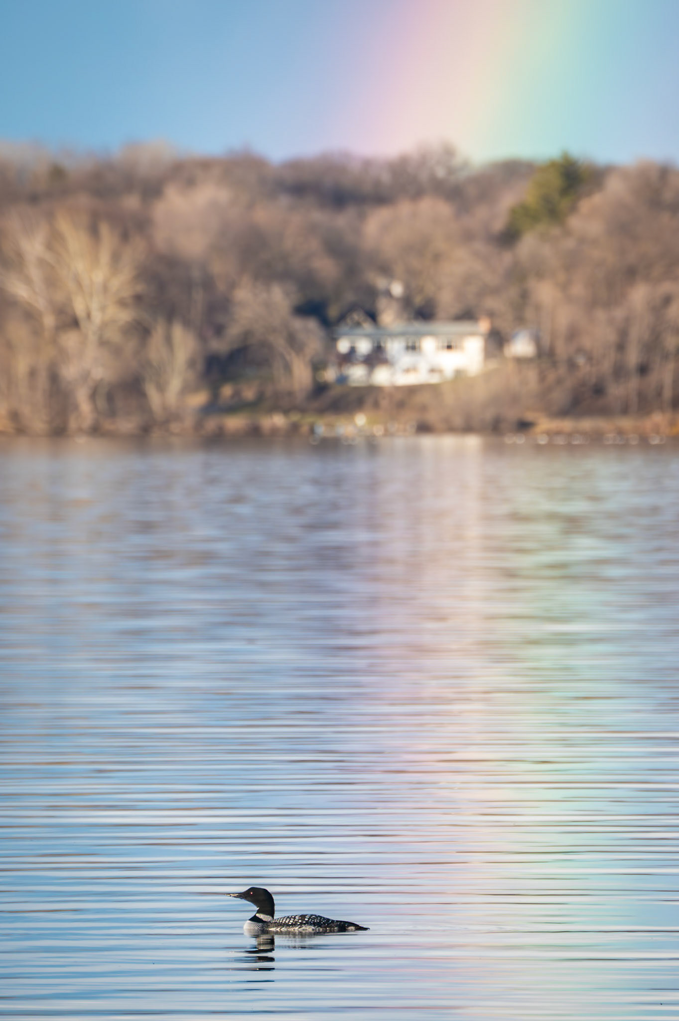 Common Loon