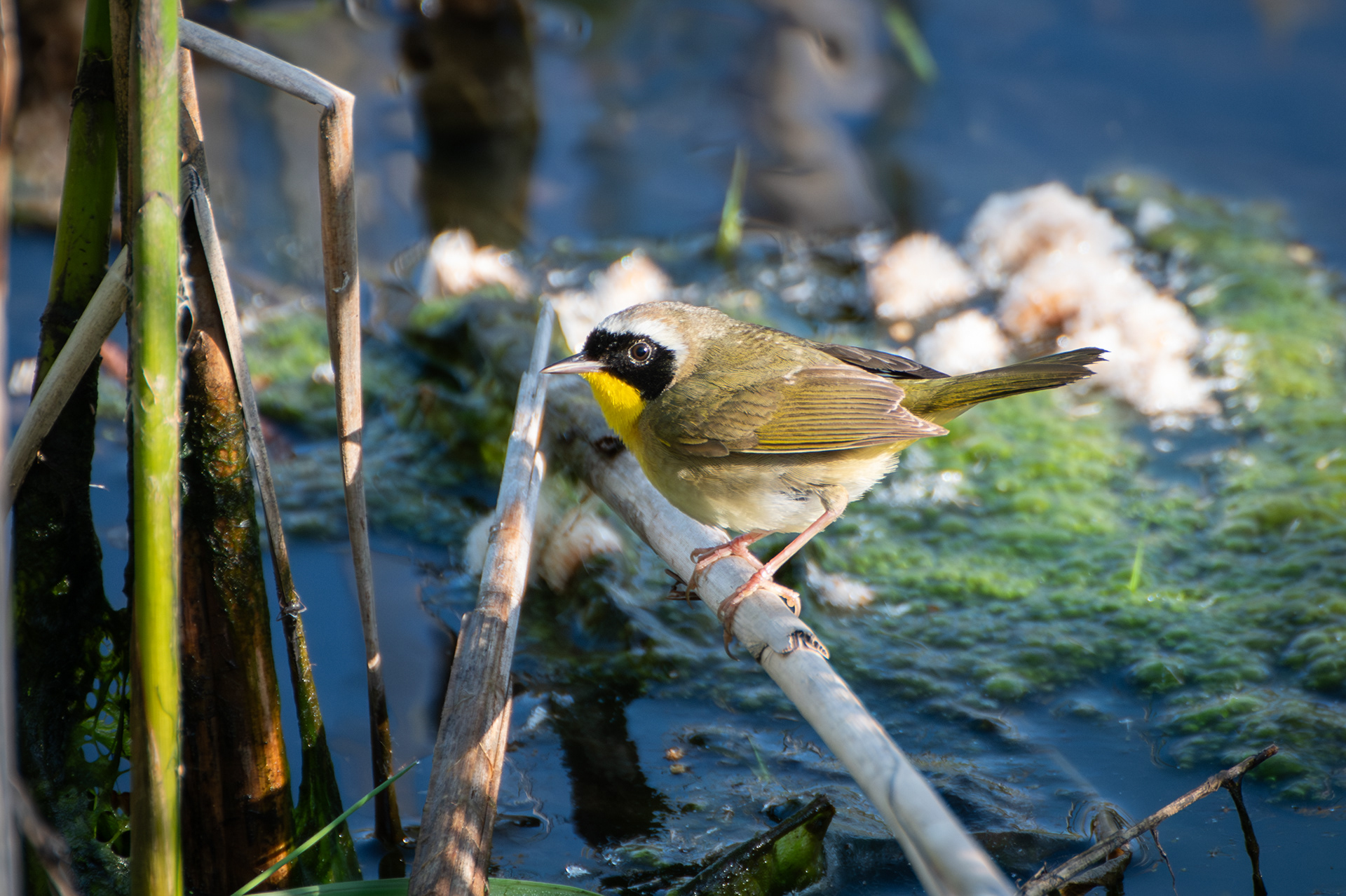 Common Yellowthroat