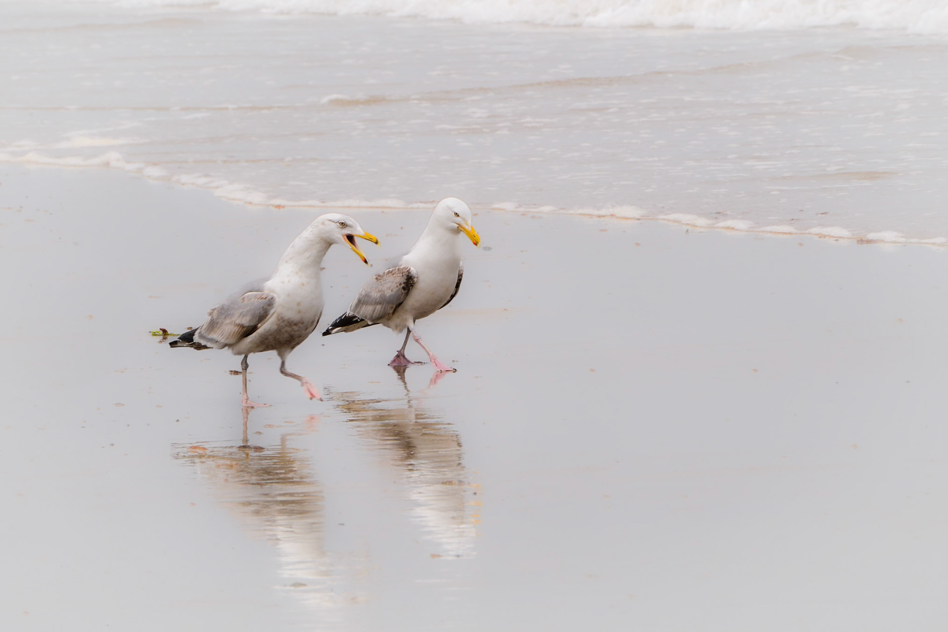 Gull