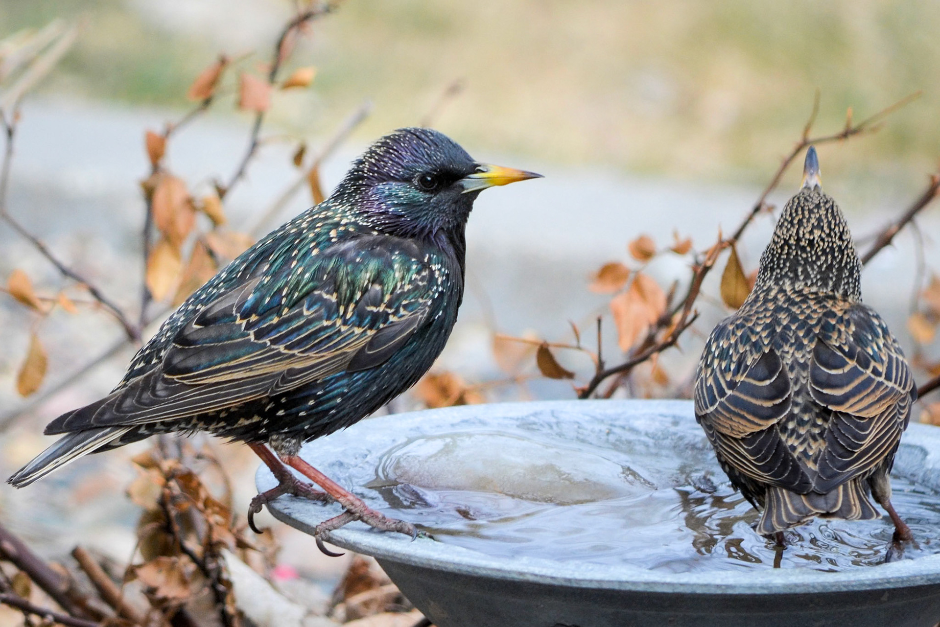 European Starling