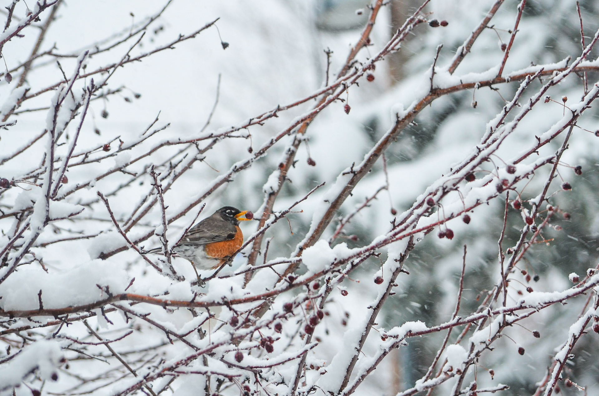 American Robin
