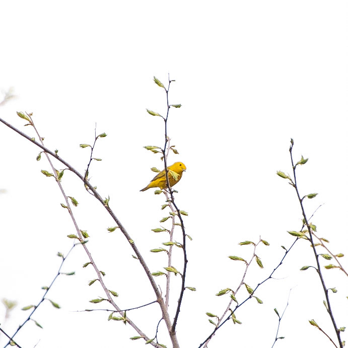Yellow Warbler