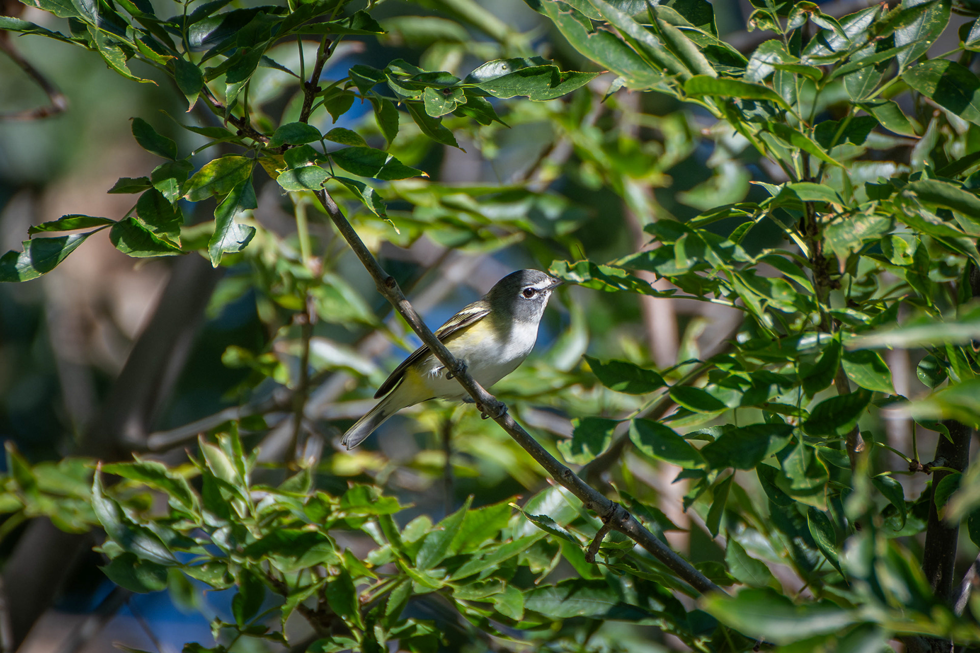 Blue-headed Vireo