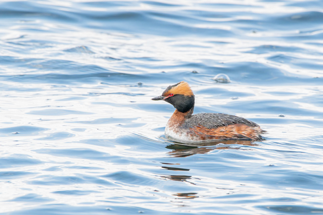 Horned Grebe