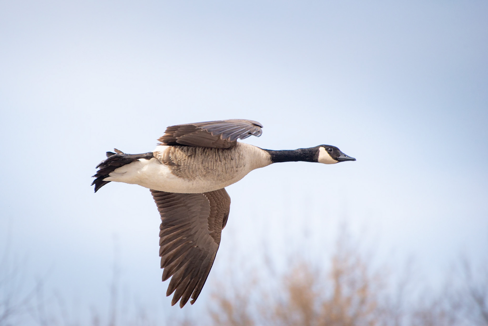 Canada Goose