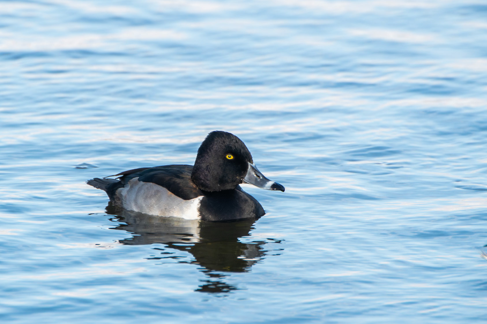 Ring Necked Duck